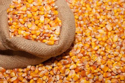 food corn HD Desktop Wallpaper | Background Image