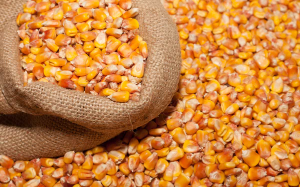 food corn HD Desktop Wallpaper | Background Image