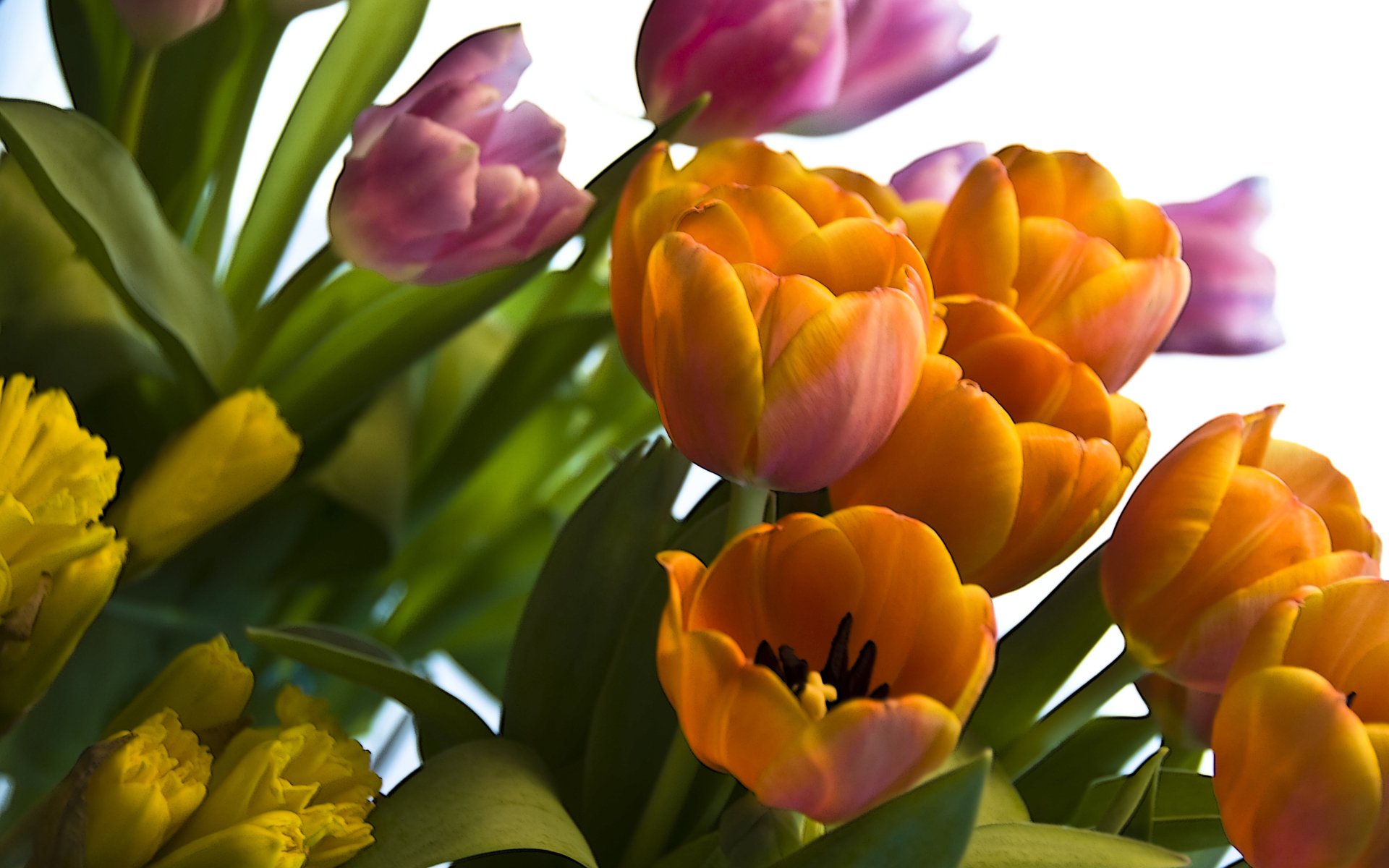 Download Orange Flower Colorful Flower Nature Tulip 4k Ultra HD Wallpaper