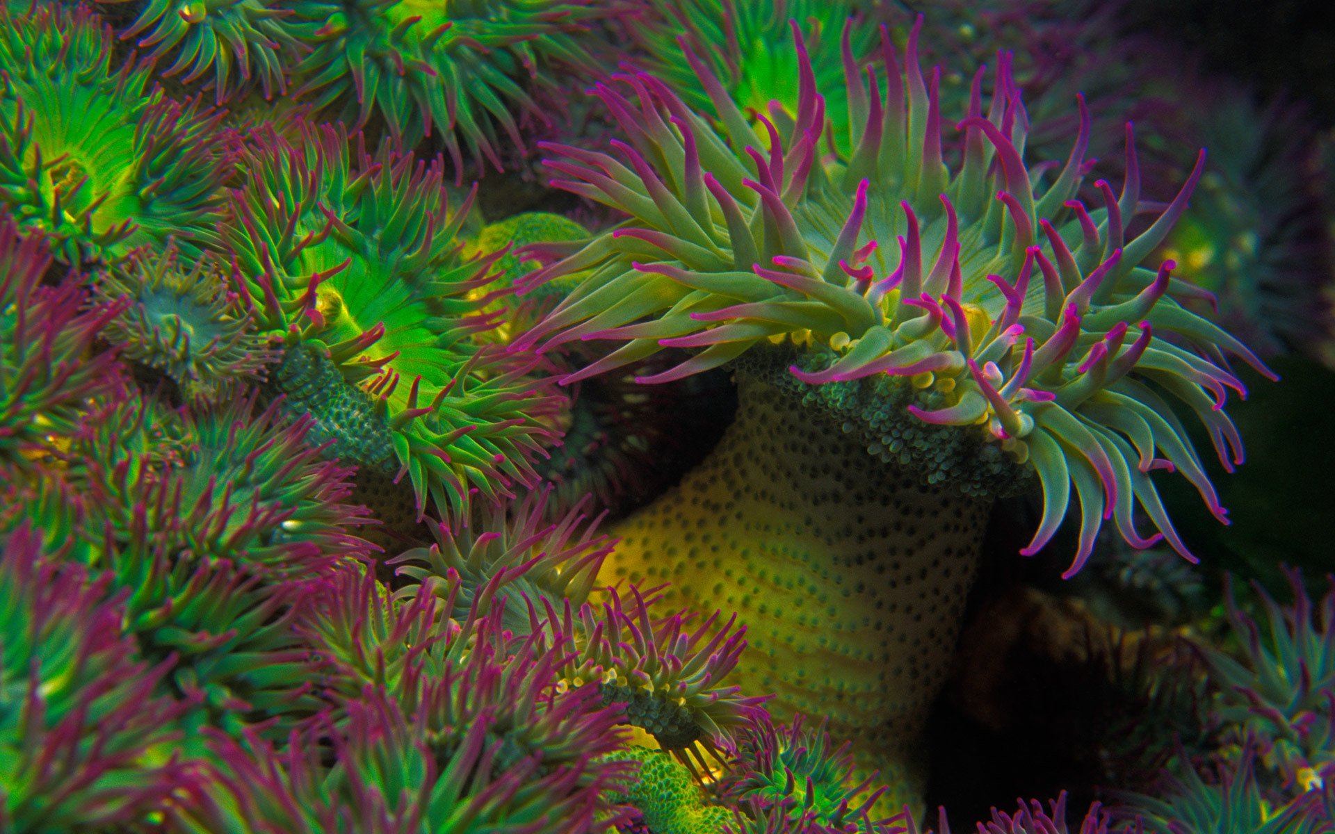 Download Underwater Sea Animal Sea Anemone HD Wallpaper