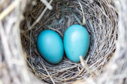 egg Animal nest HD Desktop Wallpaper | Background Image