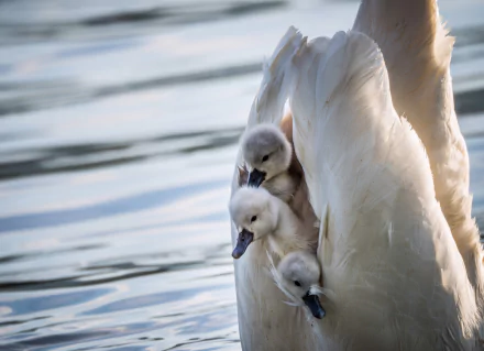  Cygnets in Mother Swan's Wings
