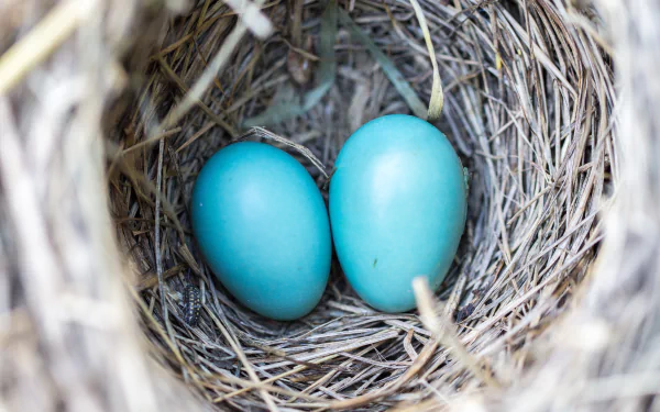 egg Animal nest HD Desktop Wallpaper | Background Image