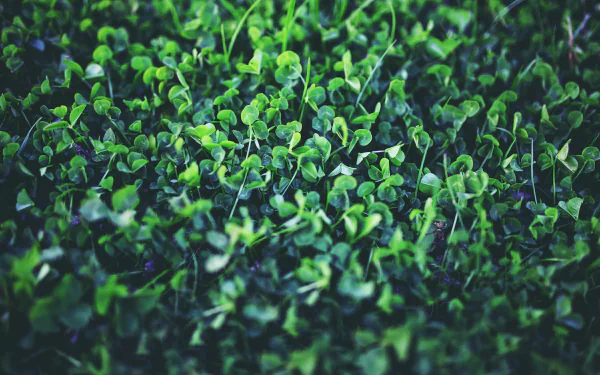 nature clover HD Desktop Wallpaper | Background Image