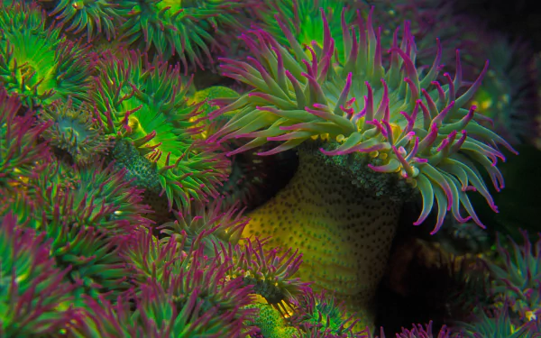  Actinium Under the Sea