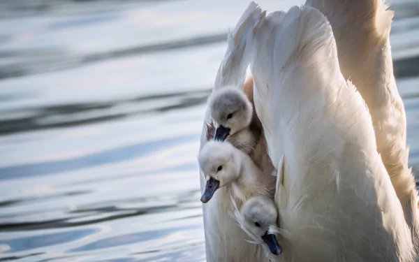  Cygnets in Mother Swan's Wings