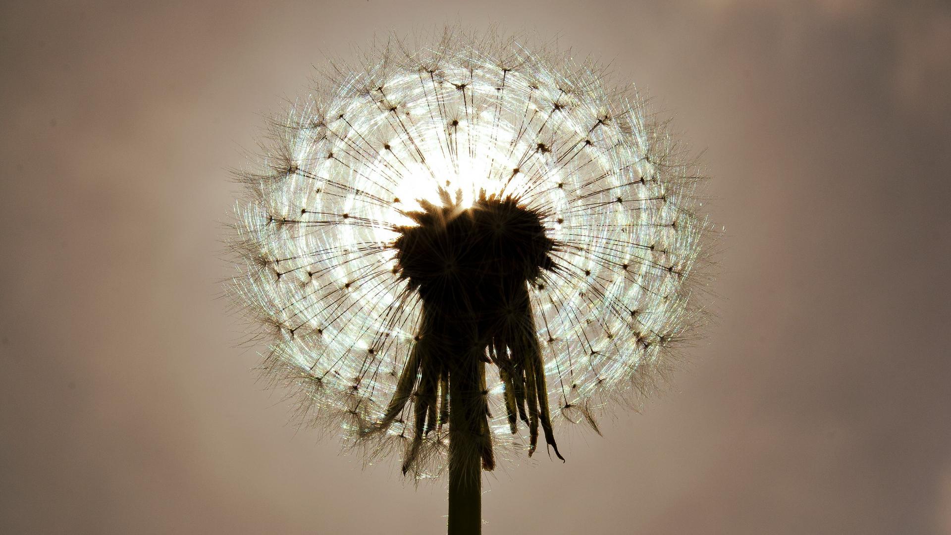 Nature Dandelion HD Wallpaper