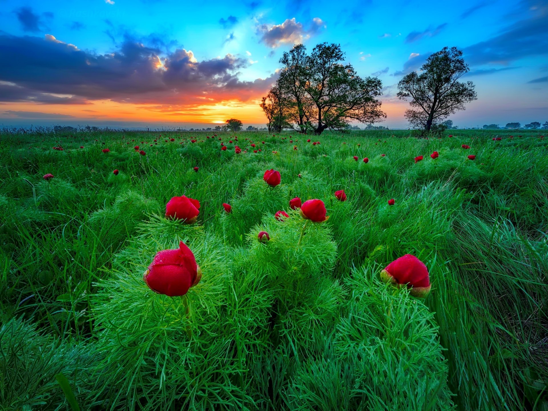 Flower Field at Sunset