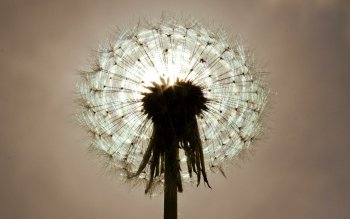 231 Dandelion Hd Wallpapers Background Images Wallpaper Abyss