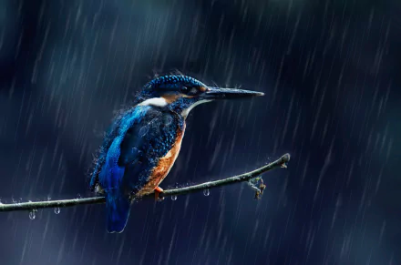 A HD wallpaper of a kingfisher perched on a branch in the rain. The background is dark, highlighting the bird's vibrant blue and orange feathers, creating a striking contrast.