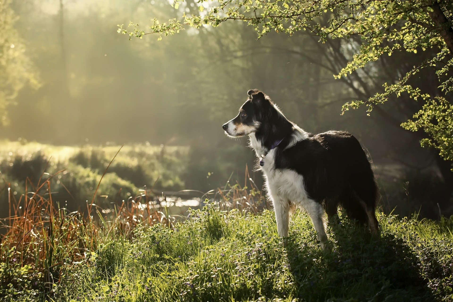 Download Sunny Animal Dog HD Wallpaper