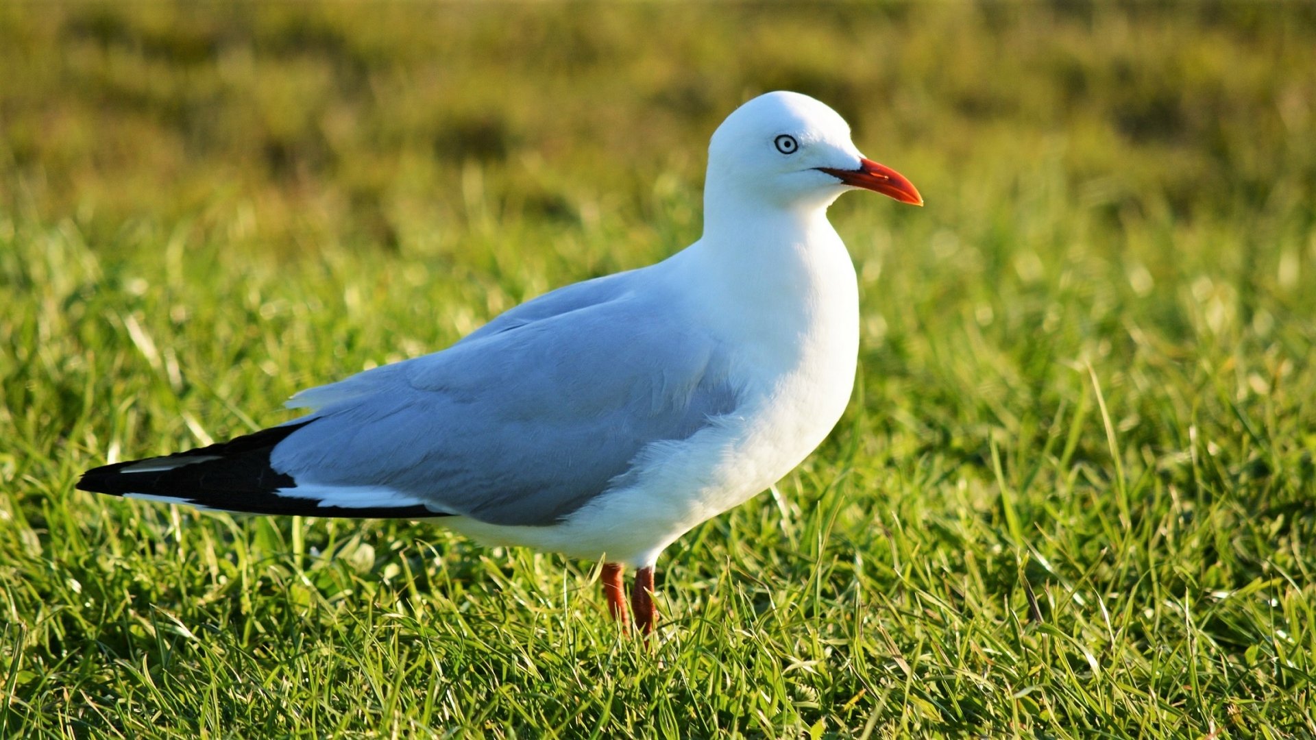 Seagull at Botany Bay, Sydney Australia by lonewolf6738