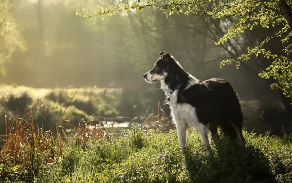 sunny Animal dog HD Desktop Wallpaper | Background Image