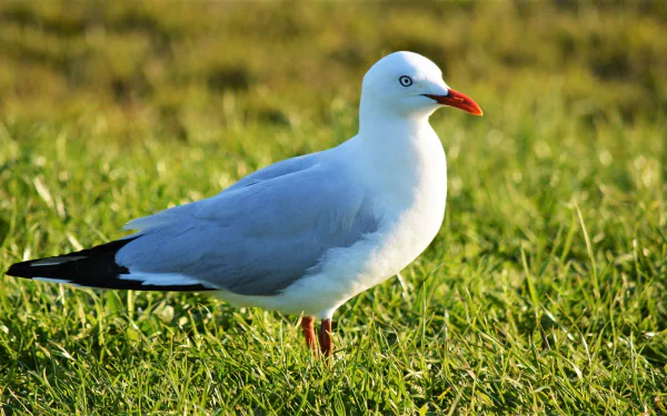 HD desktop wallpaper featuring a close-up of a seagull standing on green grass in natural light.