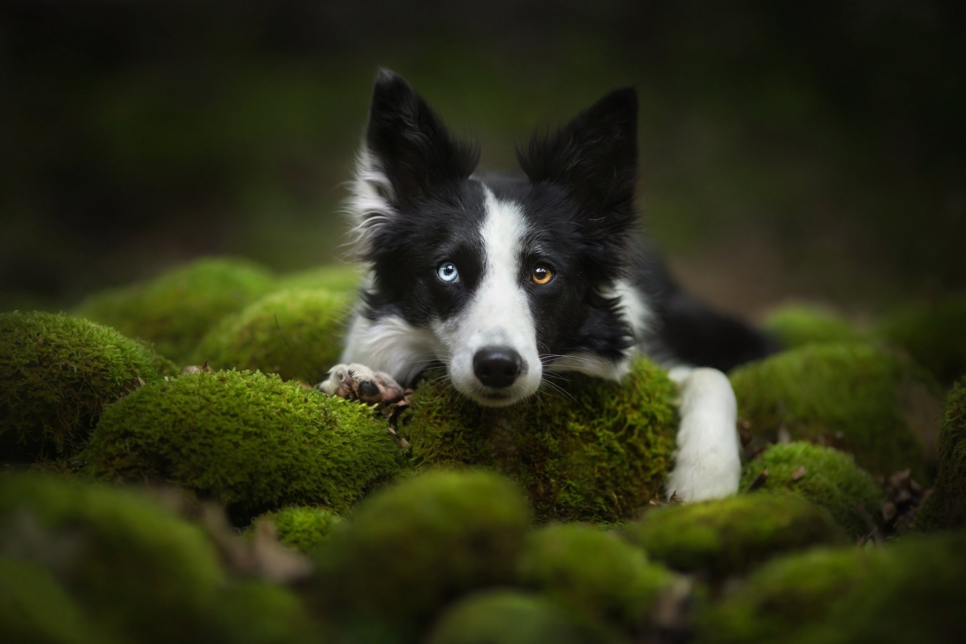 Download Heterochromia Stare Moss Dog Animal Border Collie HD Wallpaper
