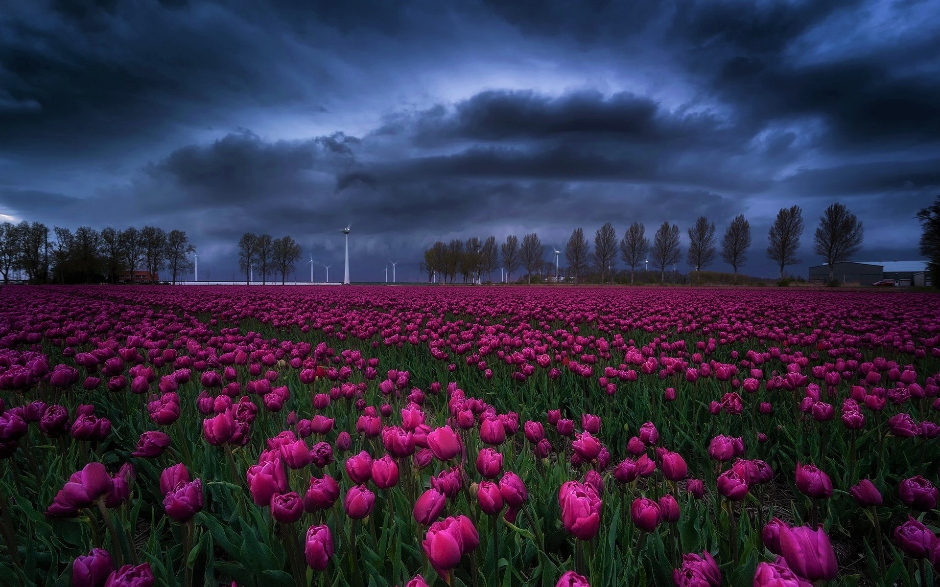 Vibrant Purple Tulip Field Under Moody Sky – Stunning HD Nature ...