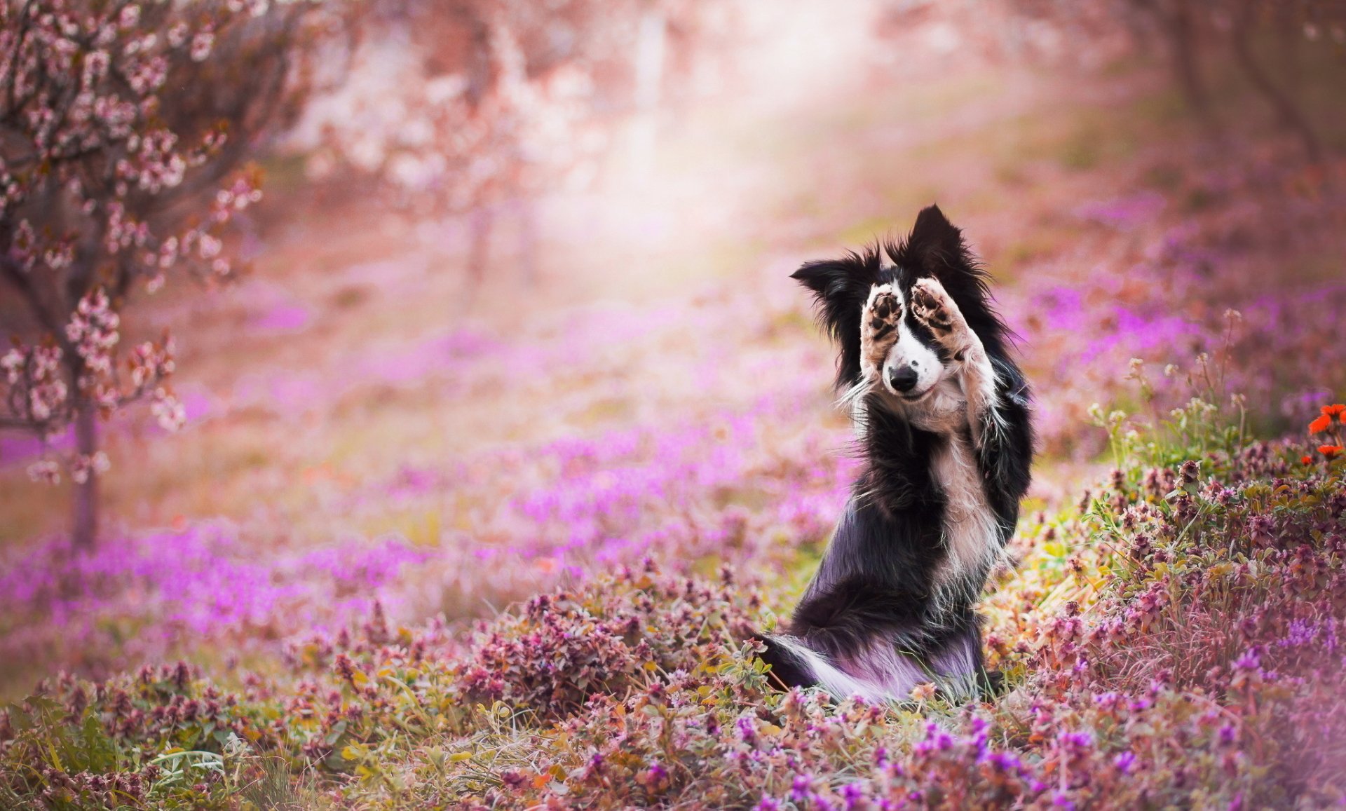 Download Flower Nature Depth Of Field Animal Dog HD Wallpaper by ...