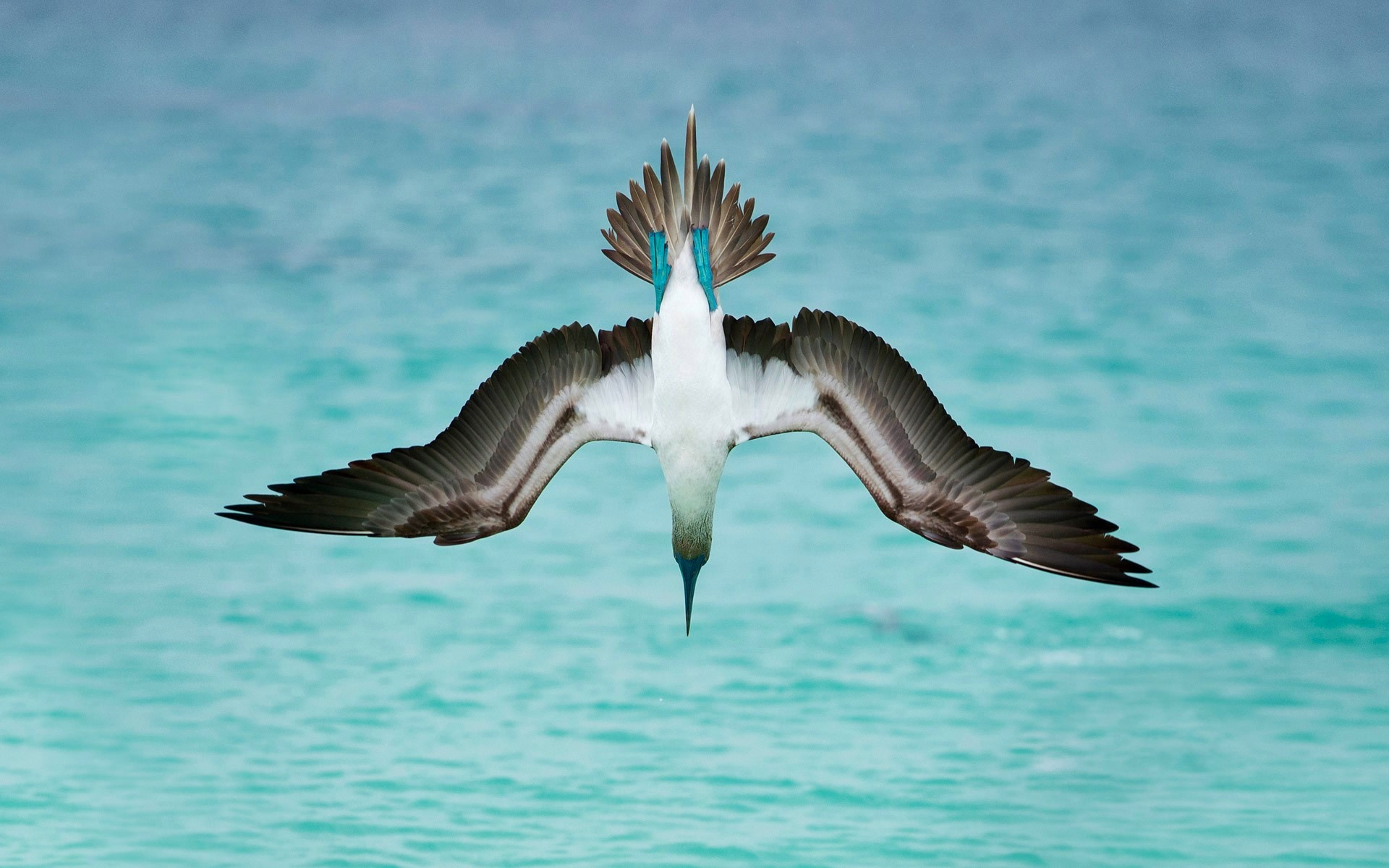 Animal Blue-Footed Booby HD Wallpaper | Background Image