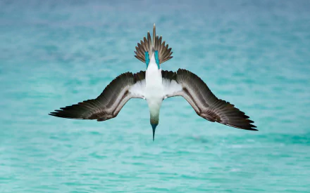  Blue-Footed Booby Diving into The Sea