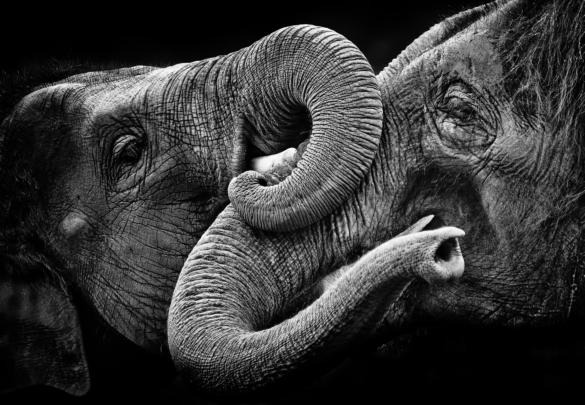 Download Monochrome Animal Asian Elephant HD Wallpaper