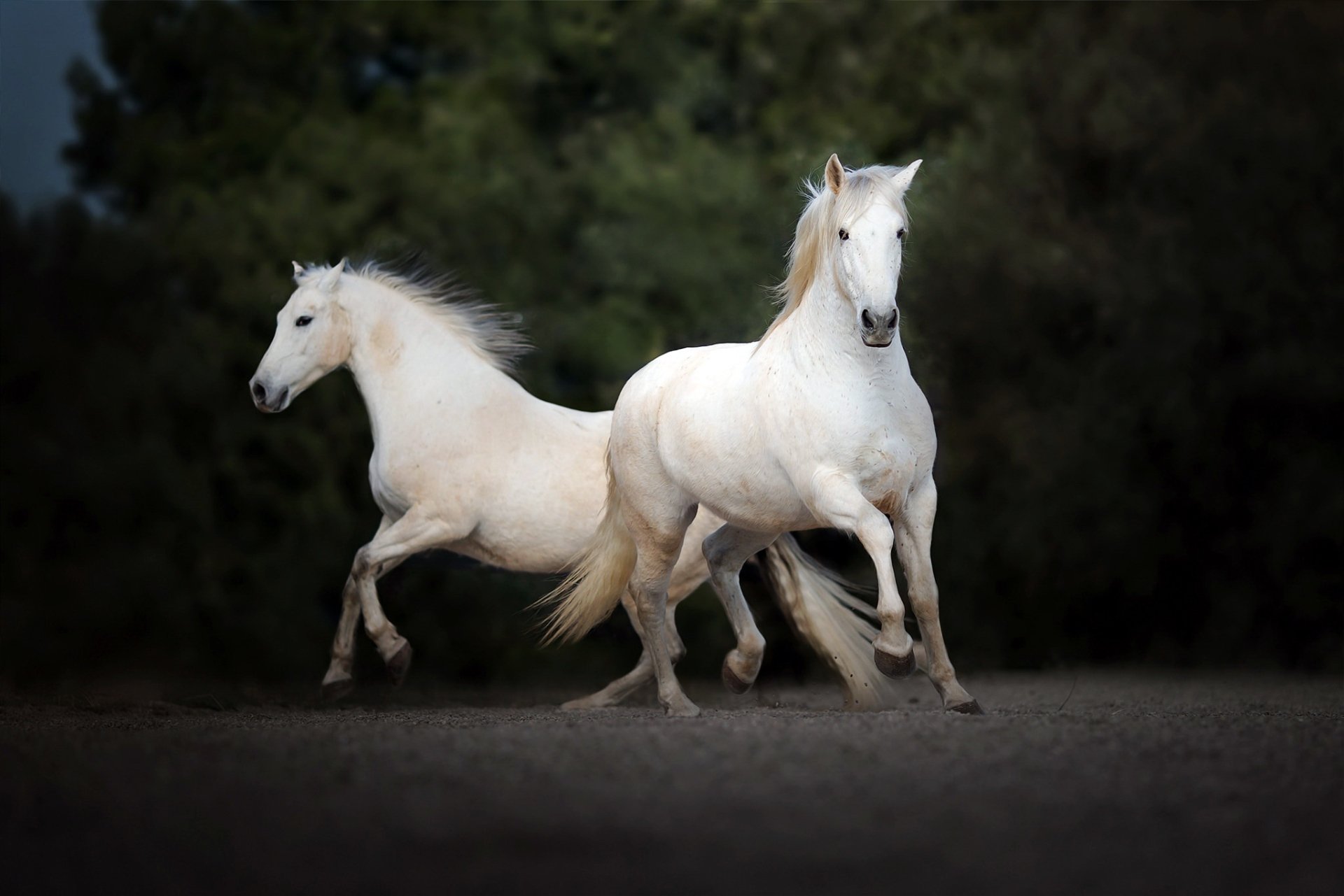 HD PC desktop wallpaper showing two white horses (animal) galloping across a dim forest clearing.