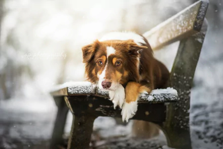 A border collie rests on a snow-dusted bench in a serene winter landscape, captured in this HD PC desktop wallpaper and background.