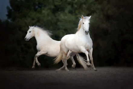 HD PC desktop wallpaper showing two white horses (animal) galloping across a dim forest clearing.