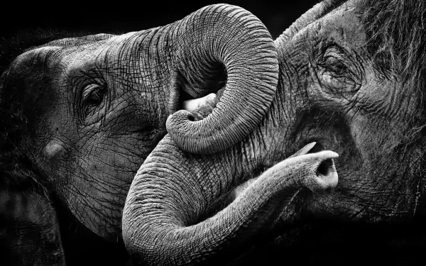 monochrome Animal Asian Elephant HD Desktop Wallpaper | Background Image