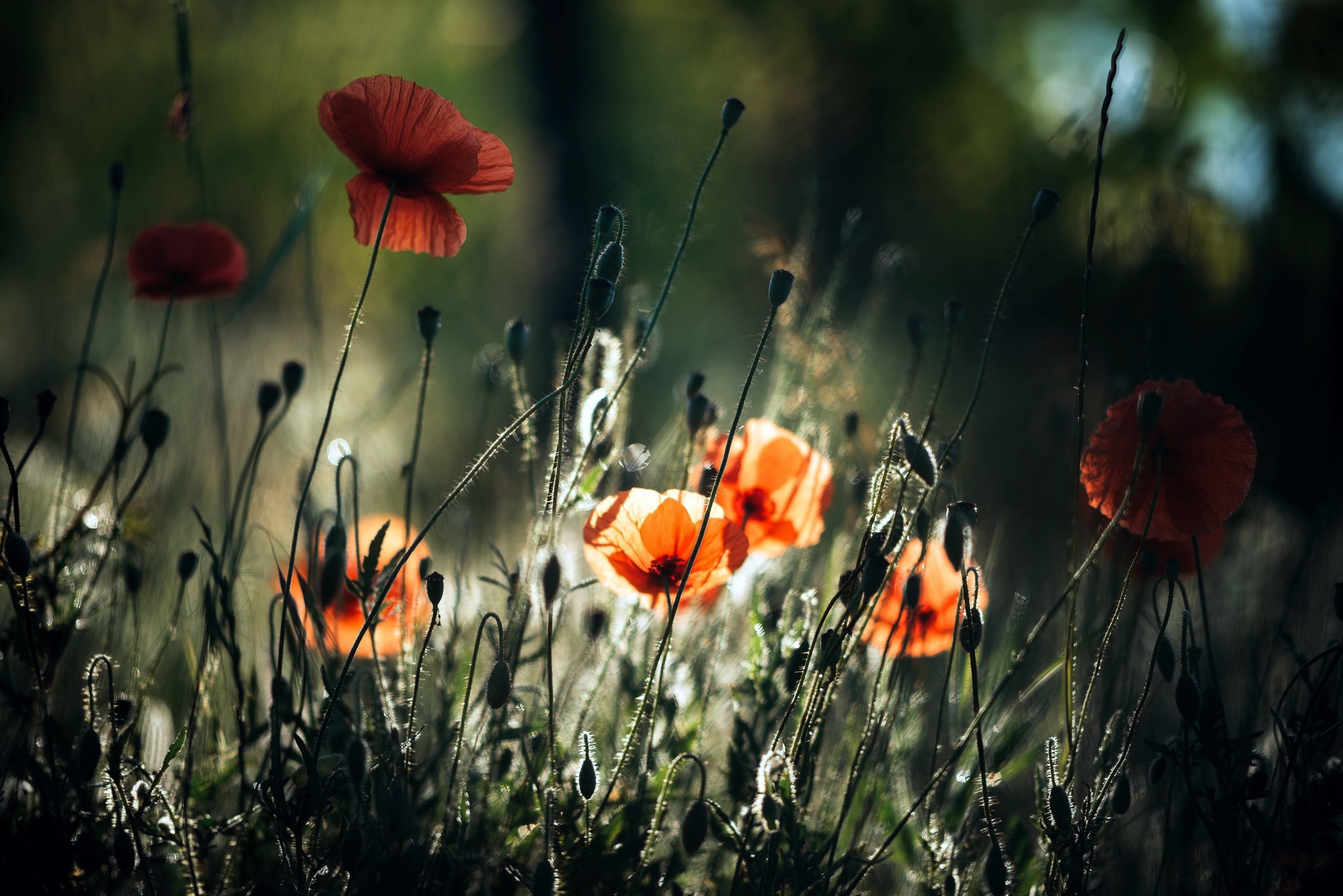 Poppy Desktop Wallpapers Top Free Poppy Desktop Backgrounds
