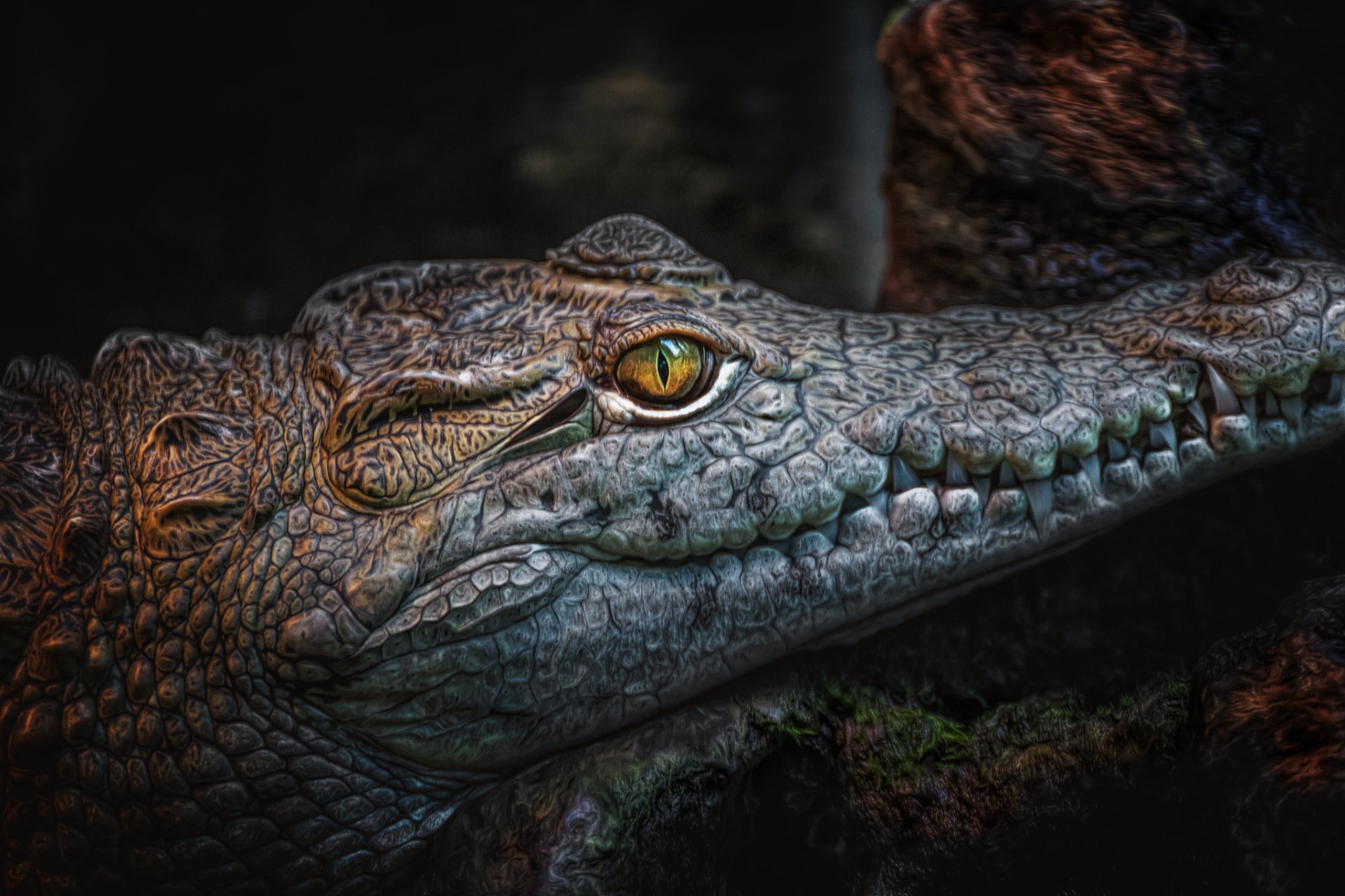 Close-up HD image of a reptile's eye and sharp fangs, showcasing detailed crocodile teeth and textured skin in a dark, natural setting.