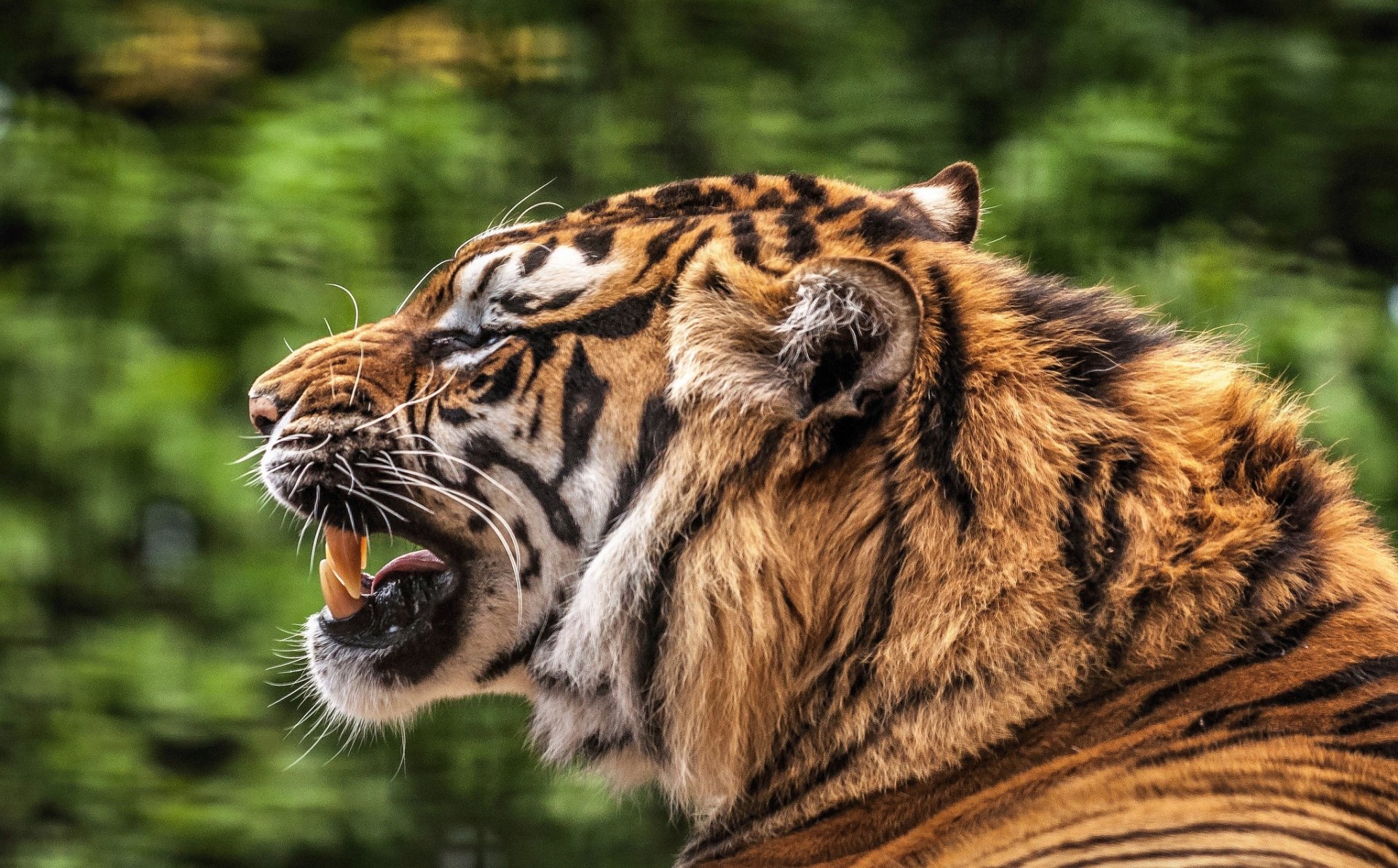 Download Roar Depth Of Field Animal Tiger HD Wallpaper