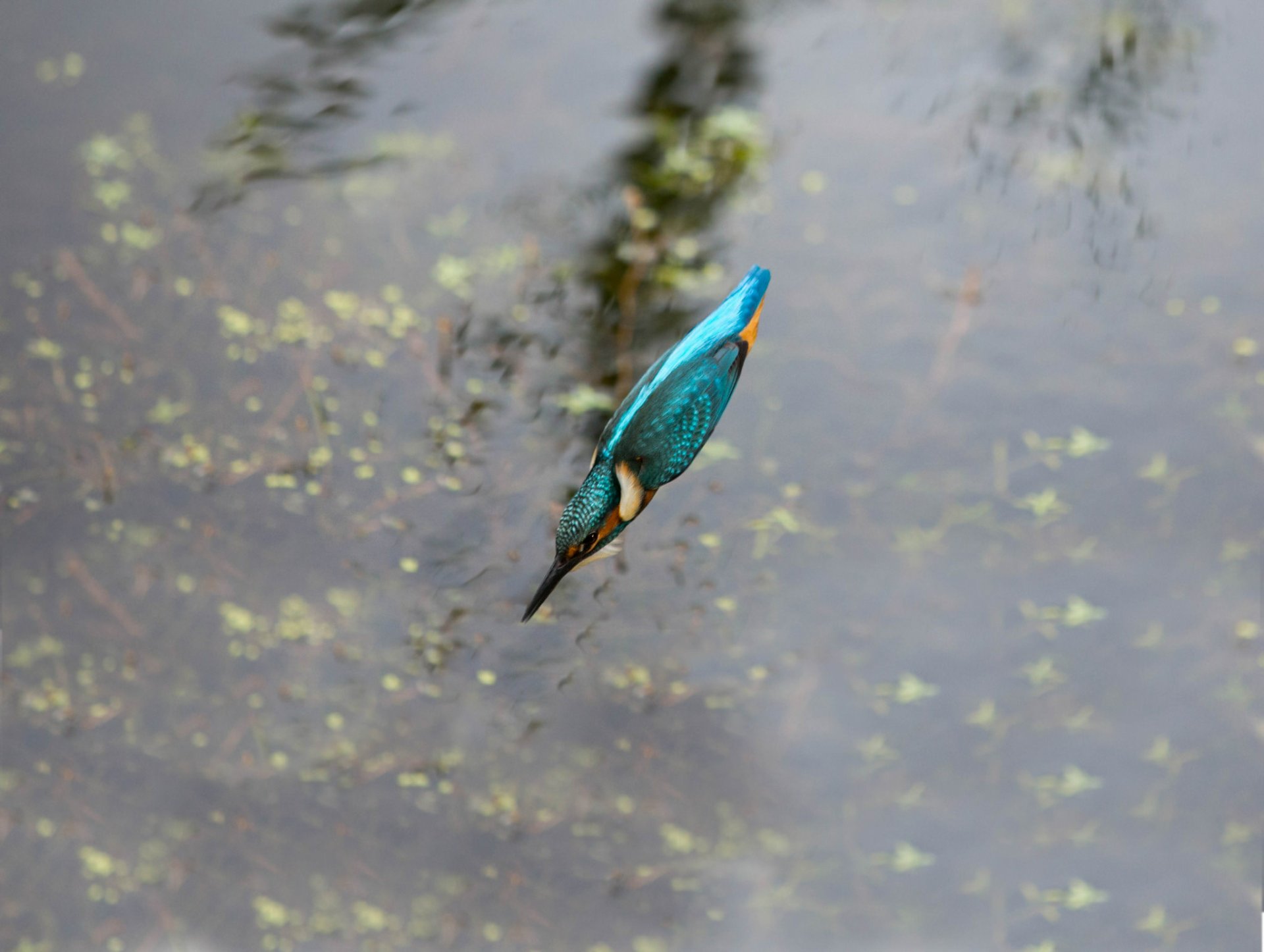 Download Bird Diving Animal Kingfisher HD Wallpaper