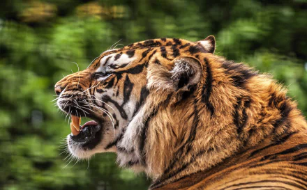 roar depth of field Animal tiger HD Desktop Wallpaper | Background Image