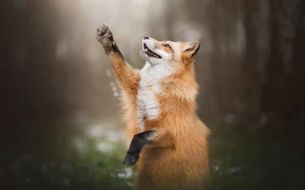  Paws Up! by Alicja Zmysłowska
