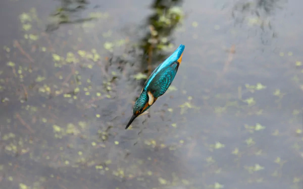  Kingfisher: - 'Upon the second thought I think I won't dive anyway, the water looks too cold today'