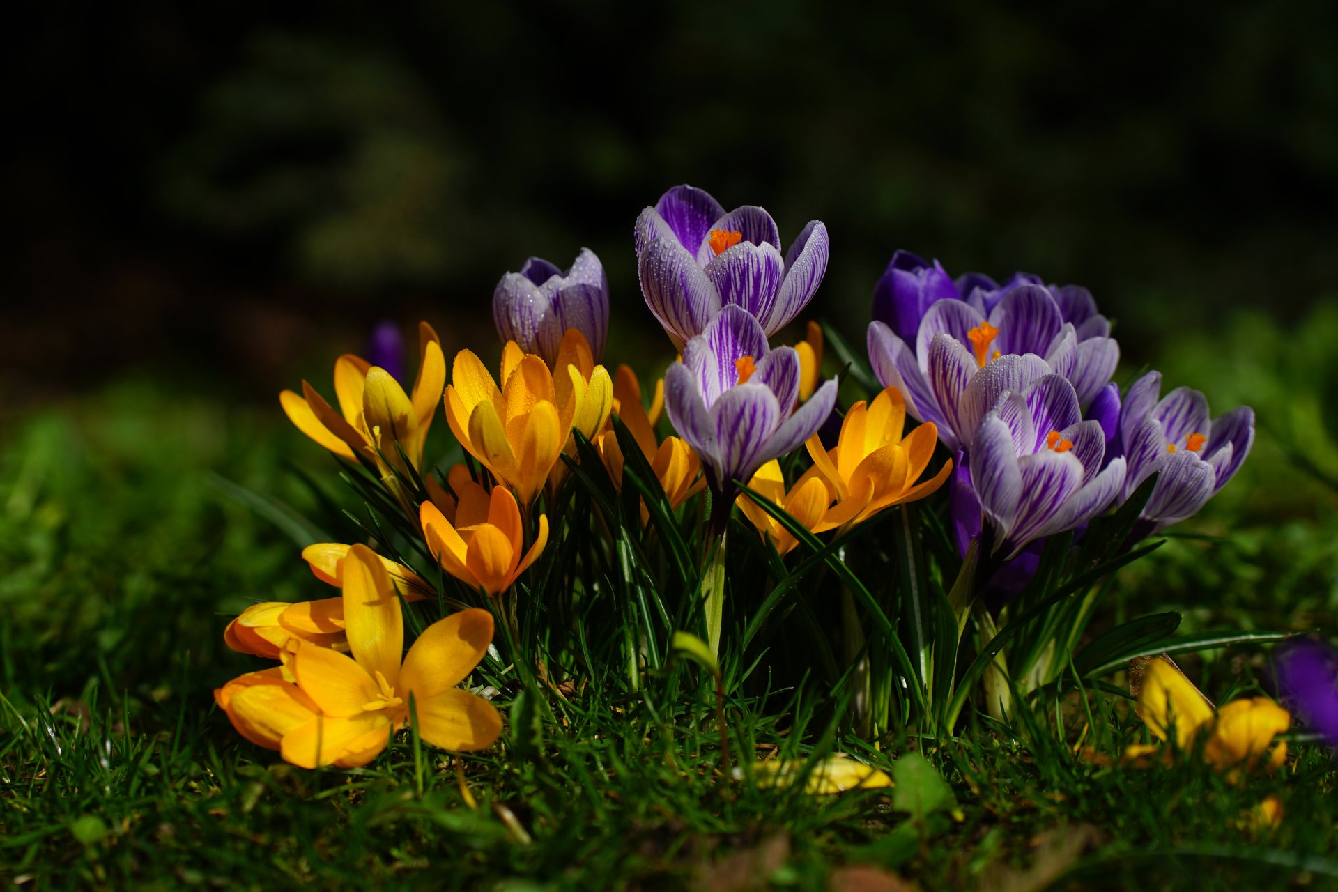Wallpapers of the Month – Spring Wildflowers | Abe Kislevitz, image size:1920x1280