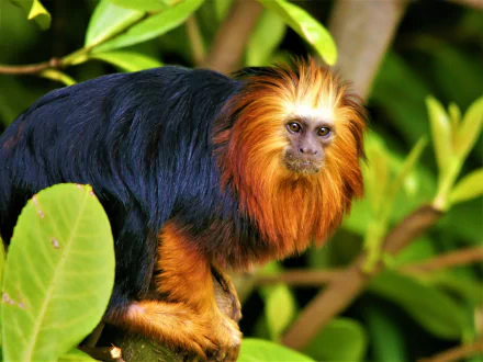  Golden-Headed Lion Tamarin