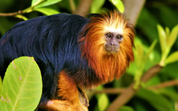  Golden-Headed Lion Tamarin