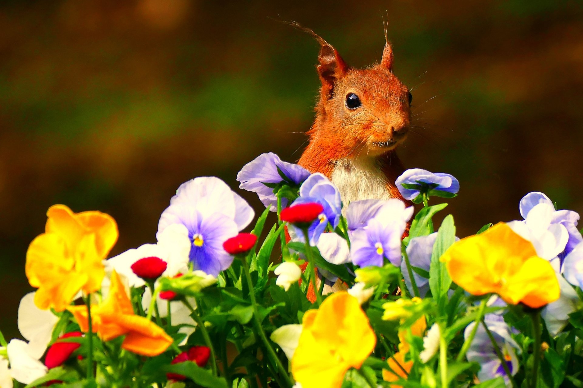Download Pansy Flower Rodent Animal Squirrel HD Wallpaper