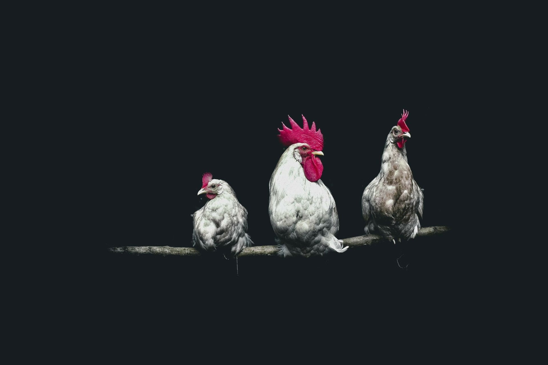 14 Rooster Hd Wallpapers Backgrounds Wallpaper Abyss Images