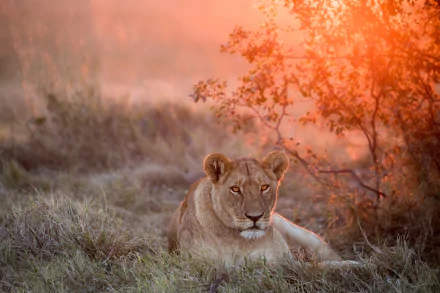 lioness sunset Animal lion HD Desktop Wallpaper | Background Image
