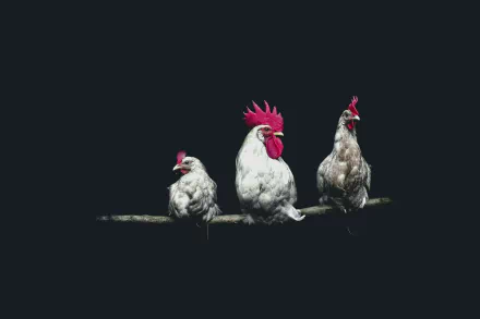 Animal rooster HD Desktop Wallpaper | Background Image