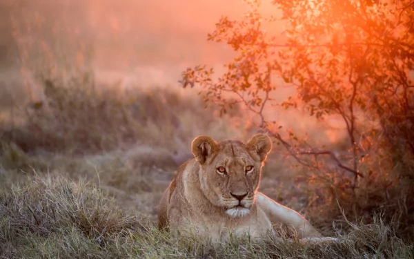 lioness sunset Animal lion HD Desktop Wallpaper | Background Image