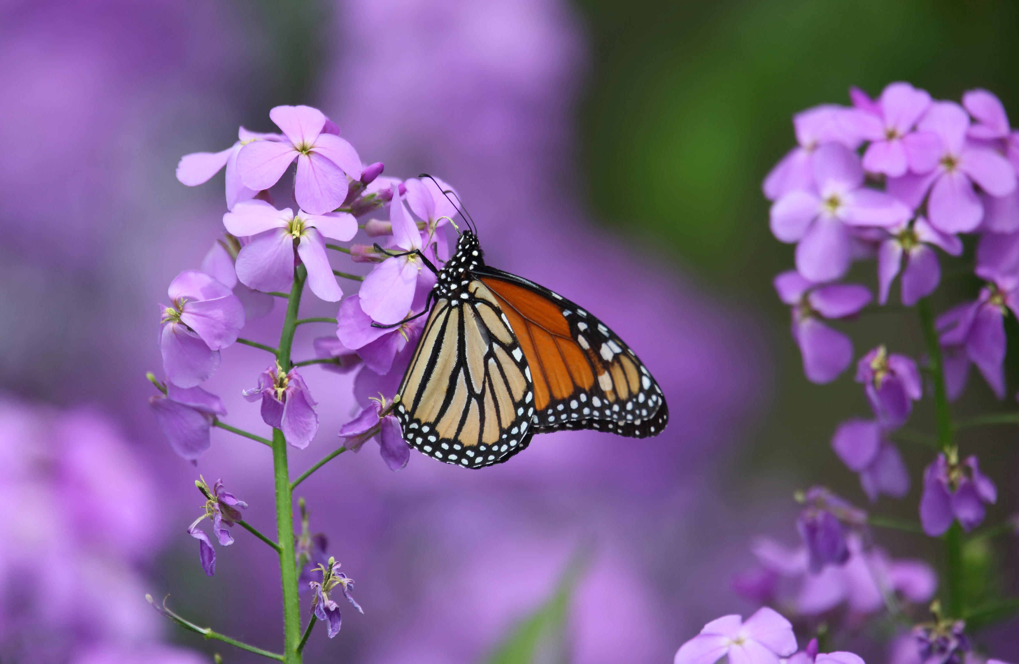 Download Purple Flower Flower Insect Macro Animal Butterfly HD Wallpaper