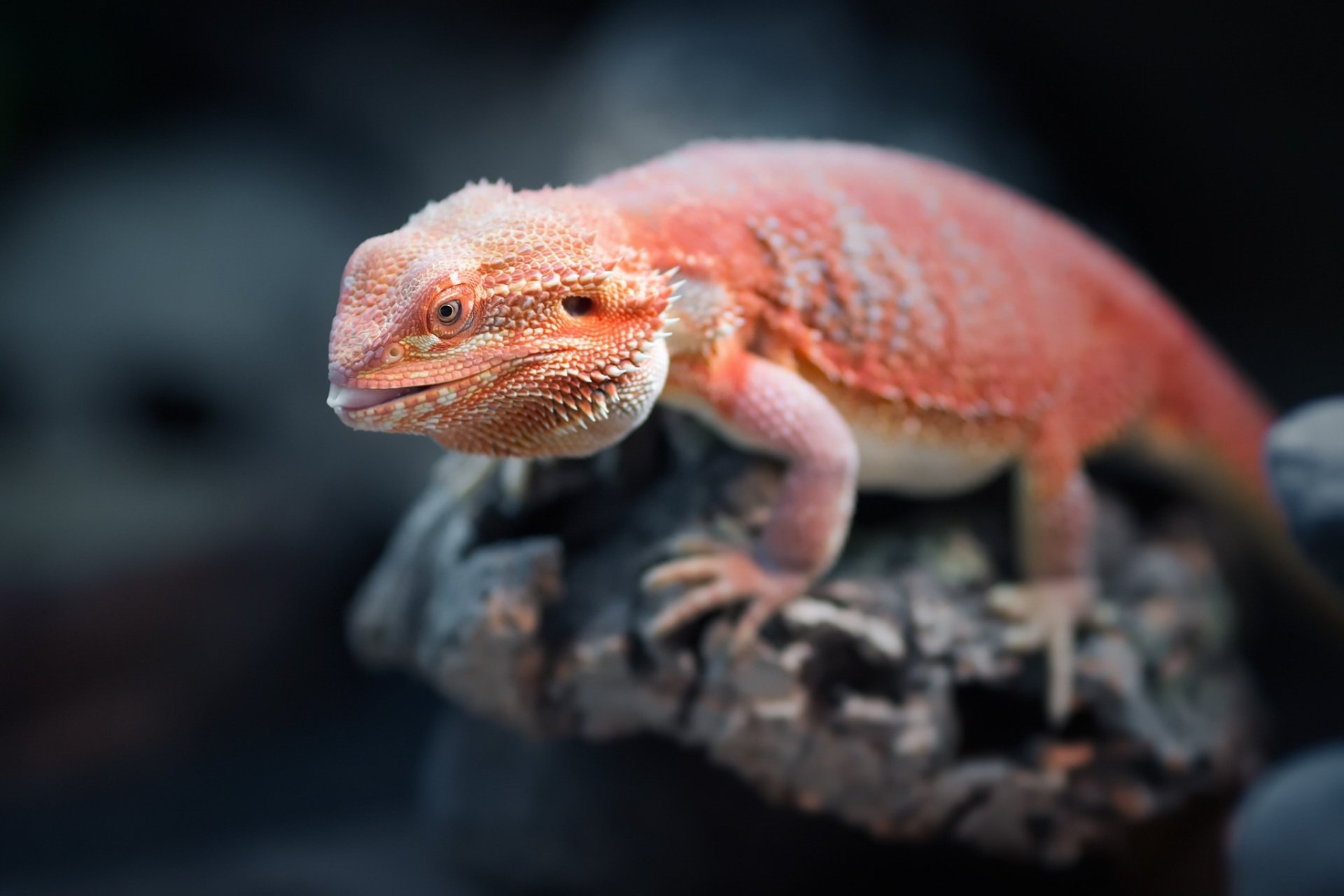 Download Lizard Reptile Animal Bearded Dragon HD Wallpaper