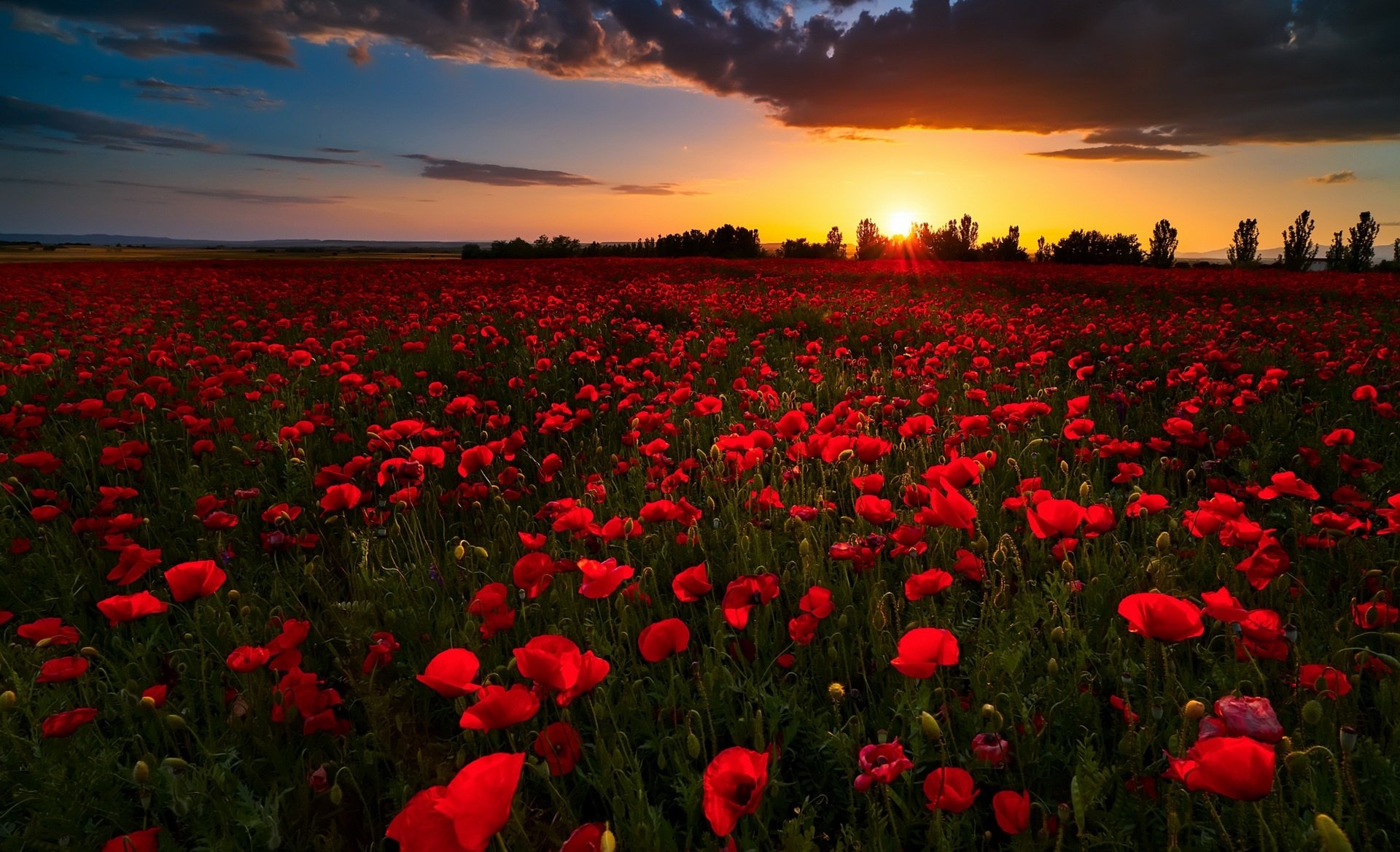 Download Horizon Sunrise Field Summer Red Flower Flower Nature Poppy HD ...