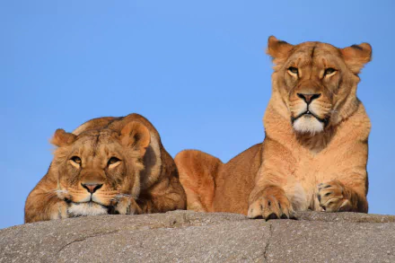 resting Animal lion HD Desktop Wallpaper | Background Image