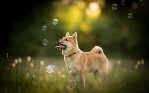 Animal Shiba Inu Dogs Dog Bubble Depth Of Field HD Wallpaper | Background Image