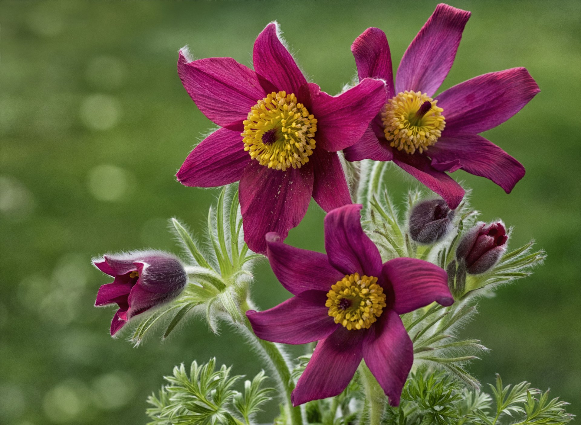 Download Purple Flower Close-up Nature Flower Hd Wallpaper