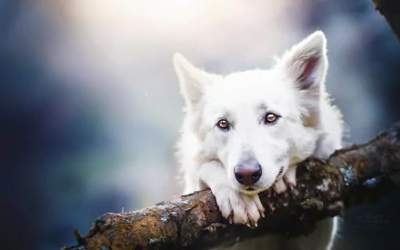  White Dog with Cute Expression